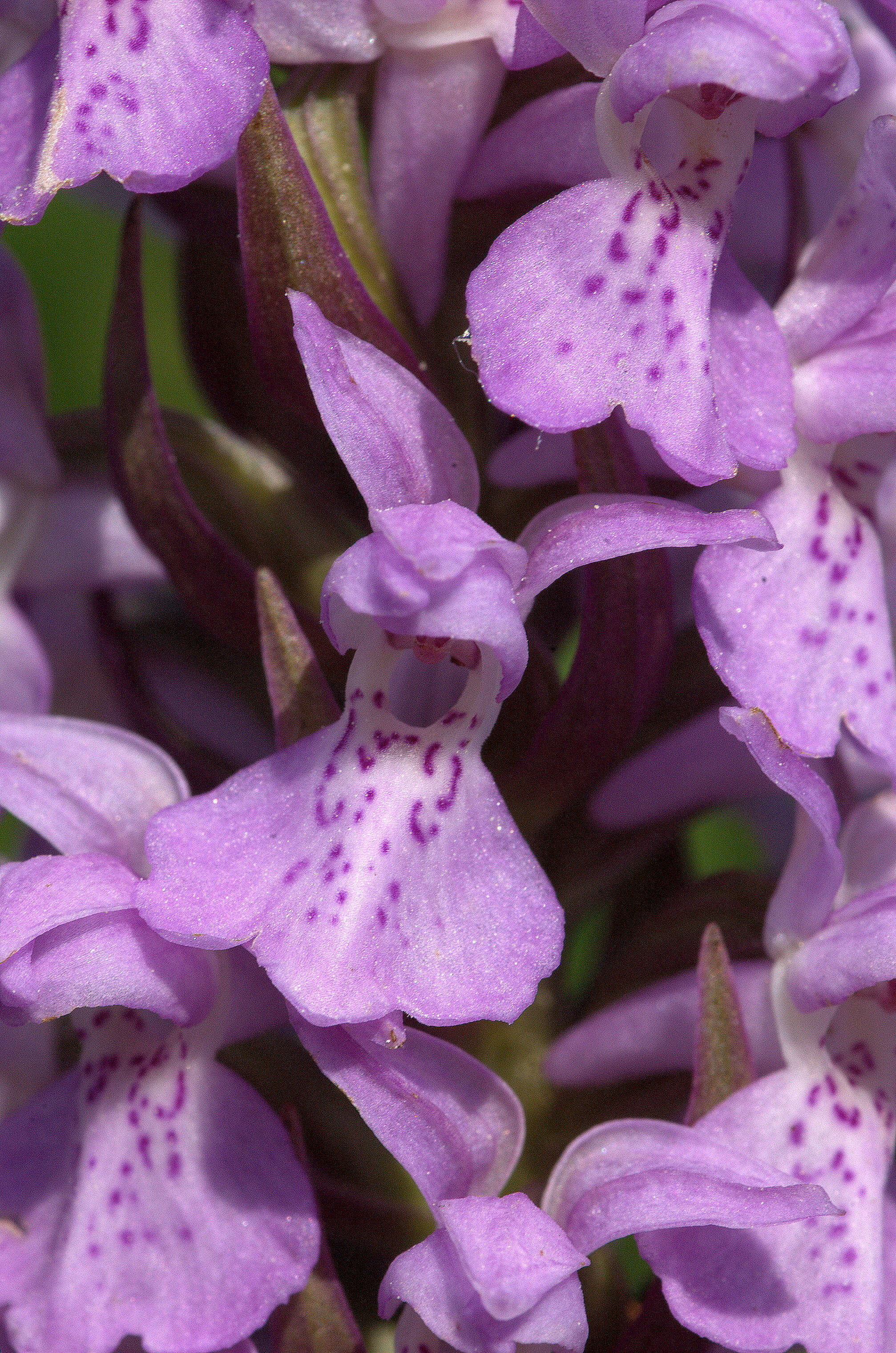 Image of Southern Marsh-orchid