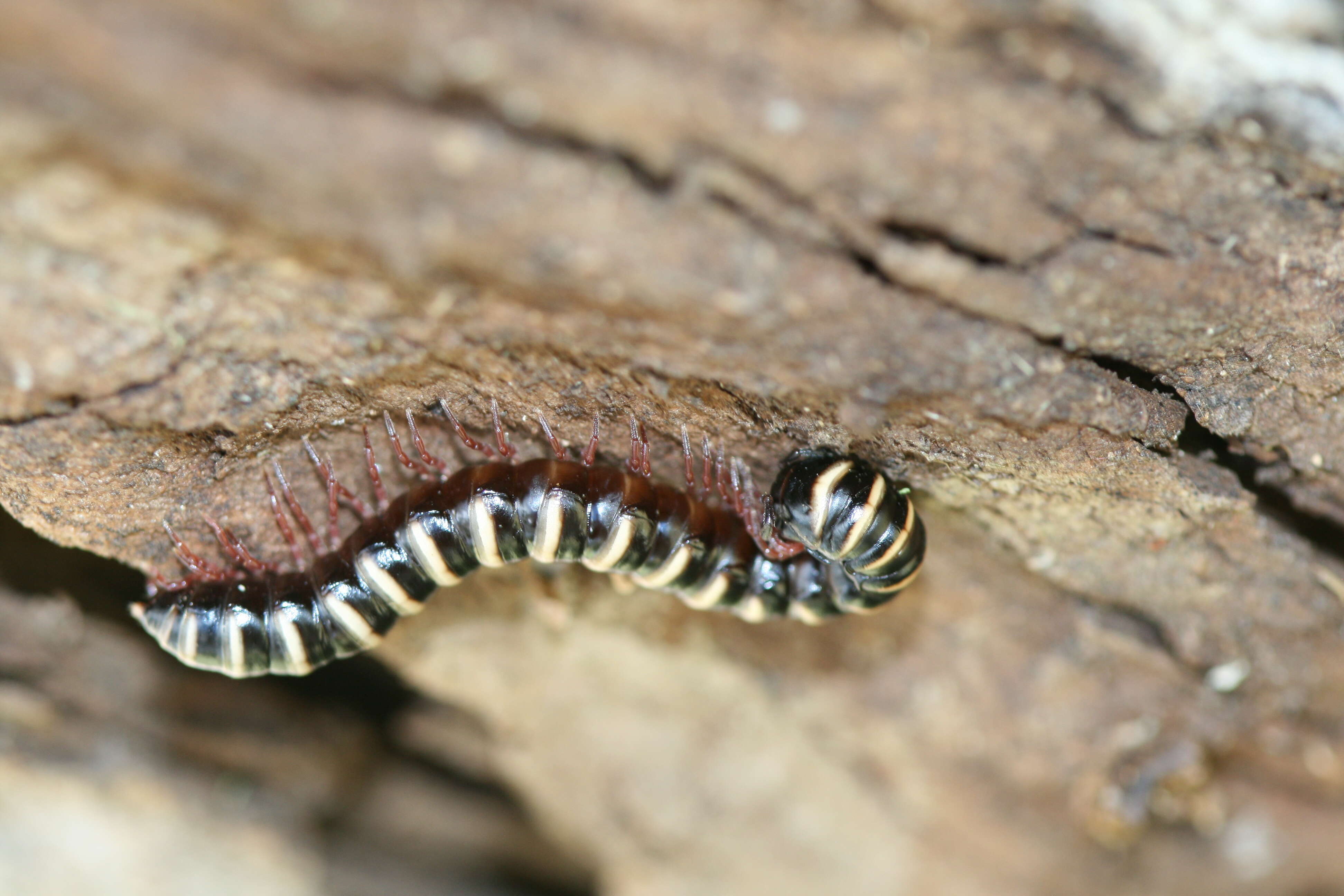 Image of Flat-backed Millipedes