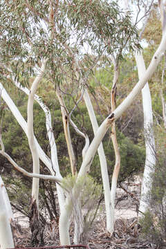 Imagem de Eucalyptus leucoxylon subsp. stephanae