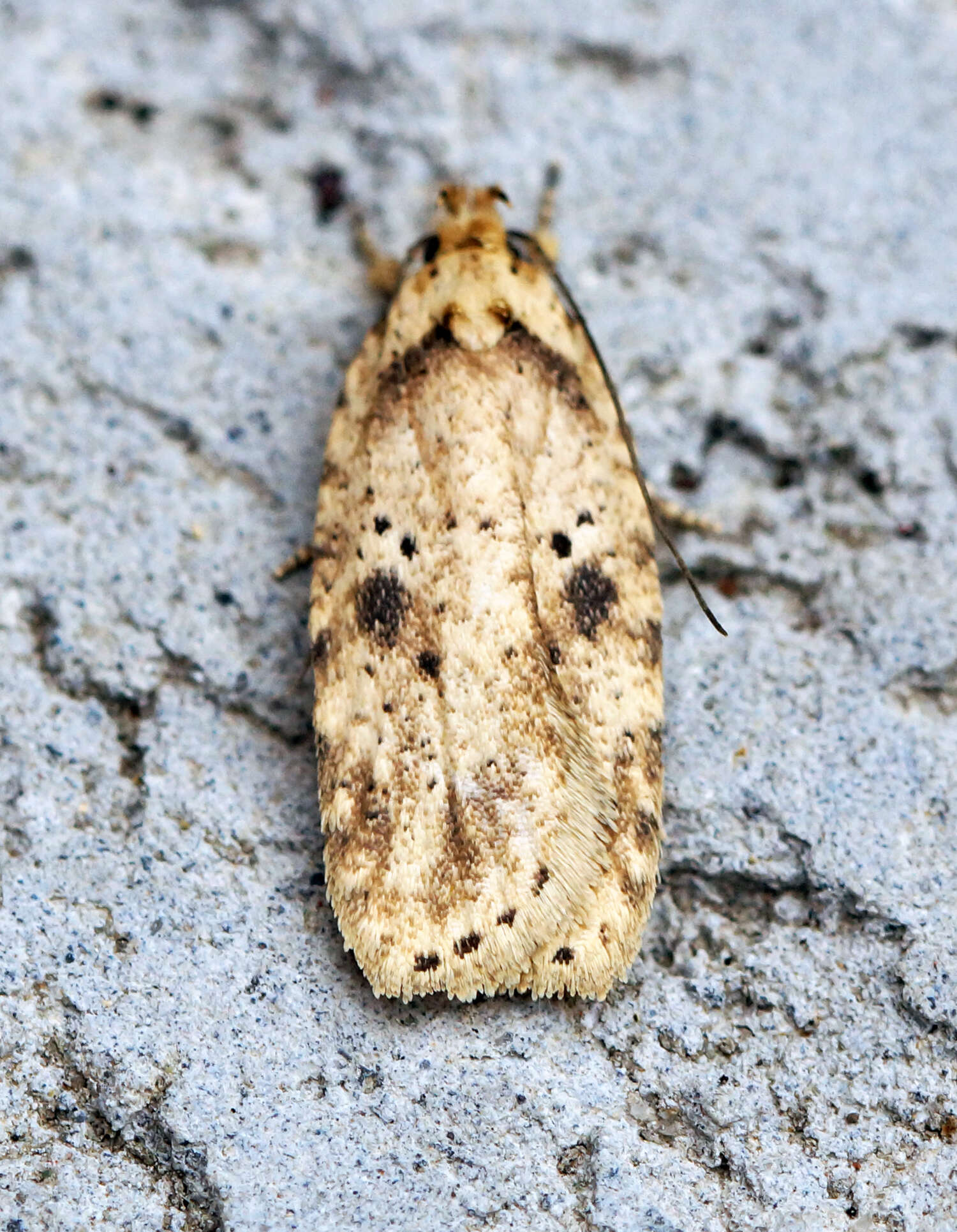 Image of Agonopterix arenella Denis & Schiffermüller 1775