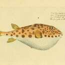 Image of Bandtail puffer