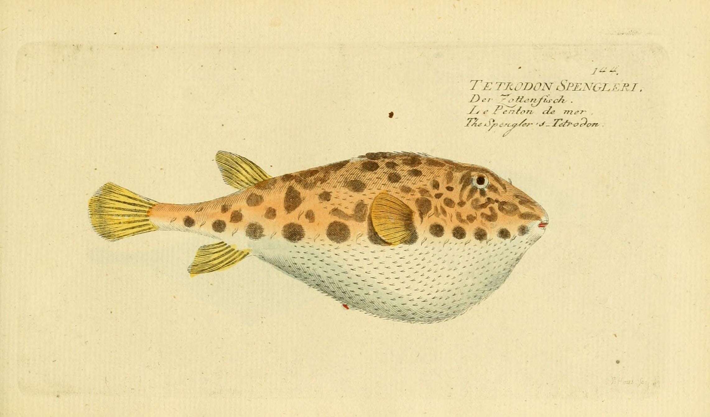 Image of Bandtail puffer