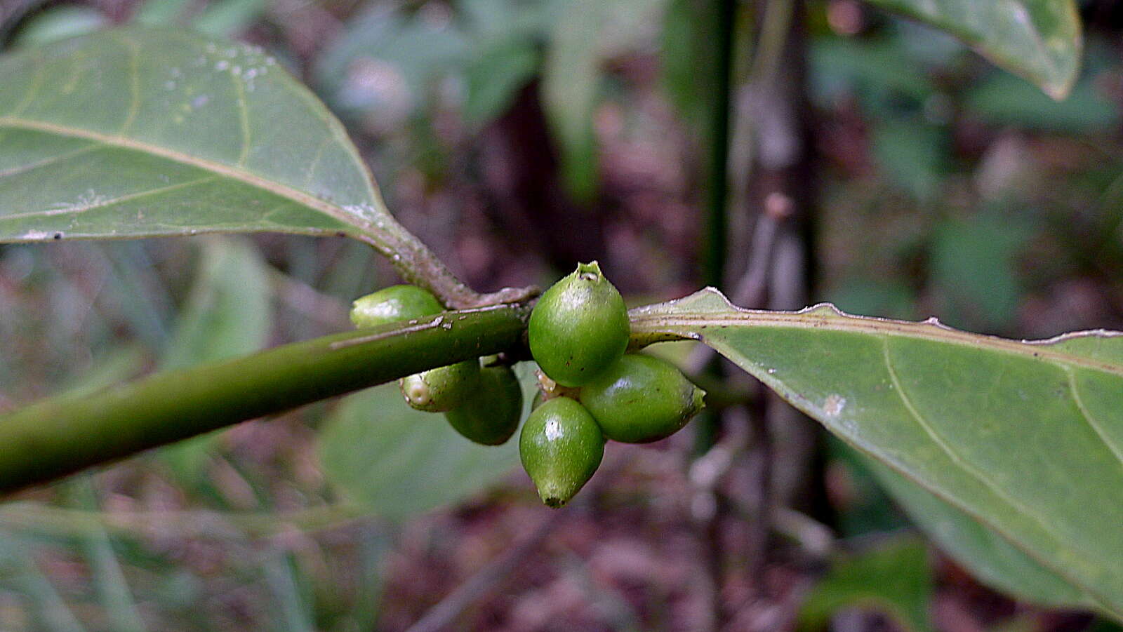 Image of Rubiaceae