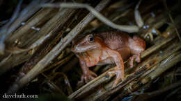 Image of Spring Peeper