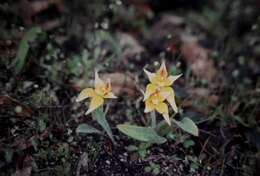 Image de Caladenia flava R. Br.