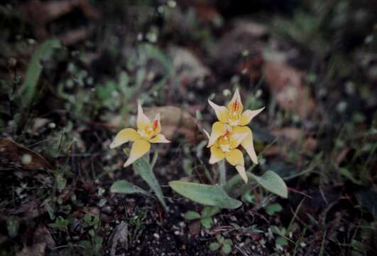 Image of Caladenia flava R. Br.