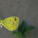 Imagem de Eurema alitha (Felder & Felder 1862)