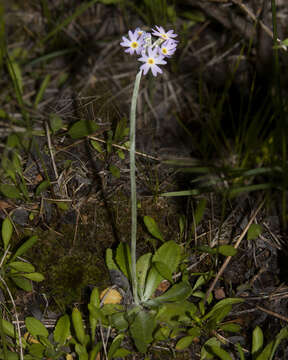 Image of Silvery Primrose