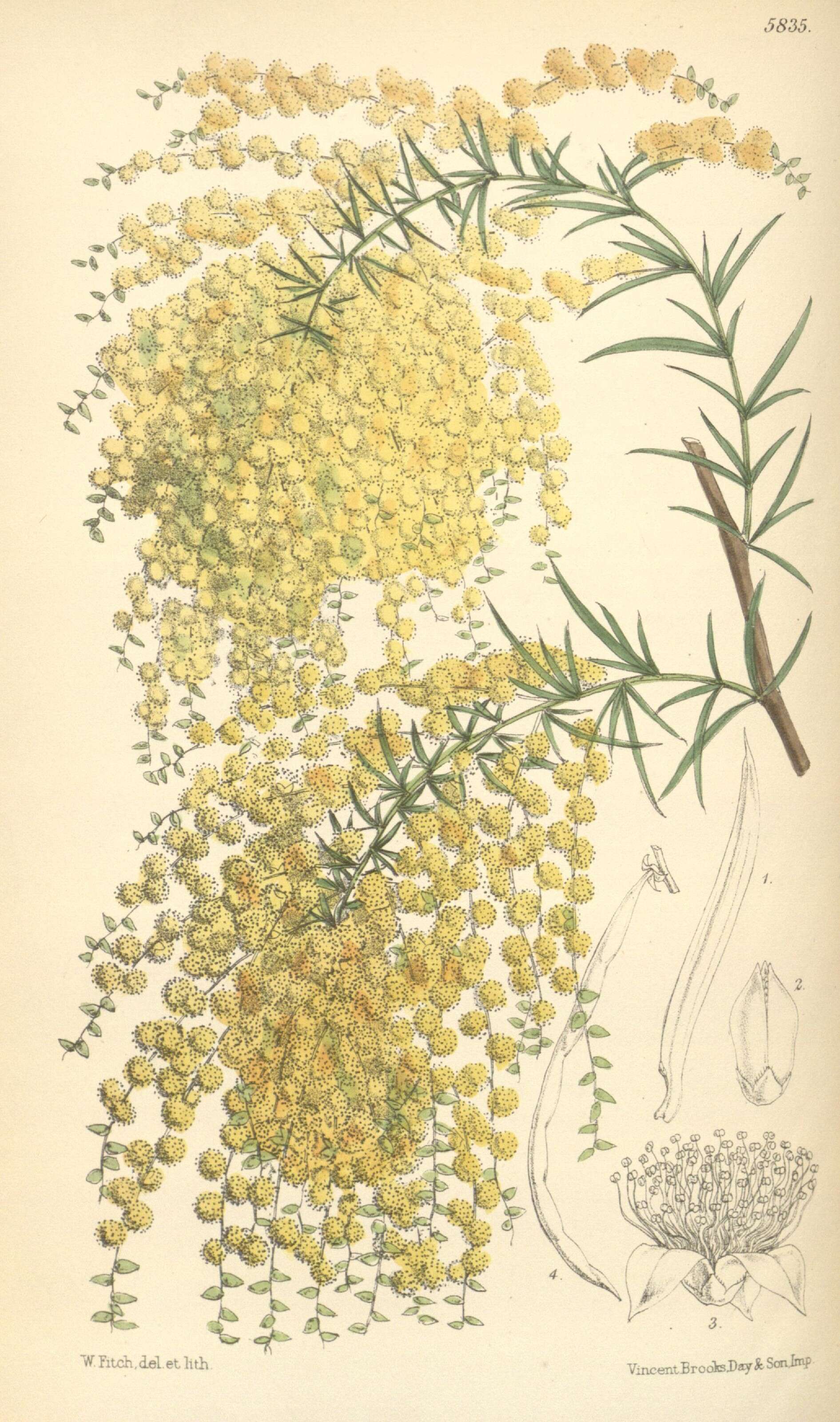 Image of Acacia riceana Hensl.