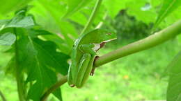 Image of Leaf Frogs