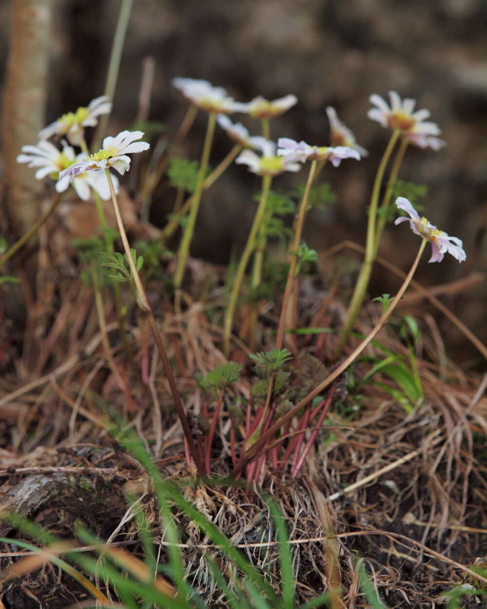 Image of Callianthemum