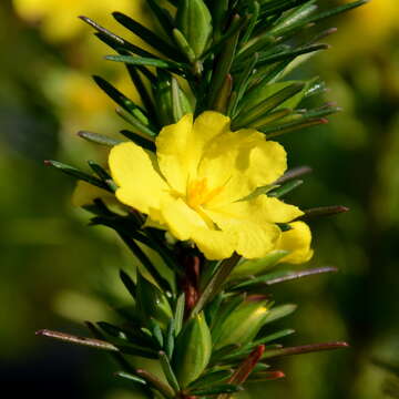 Image of Hibbertia calycina (DC.) N. A. Wakefield