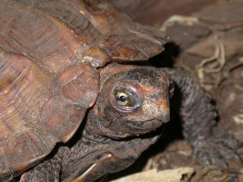 Image of Ryukyu Black-breasted Leaf Turtle