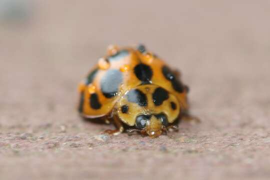 Sivun Harmonia conformis (Boisduval 1835) kuva