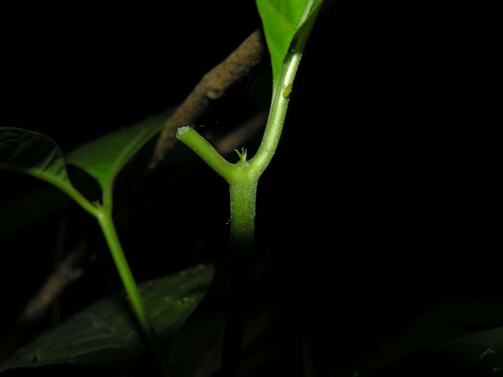 صورة Palicourea acuminata (Benth.) Borhidi