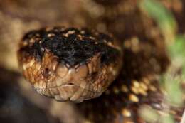 Image of Blacktail Rattlesnake