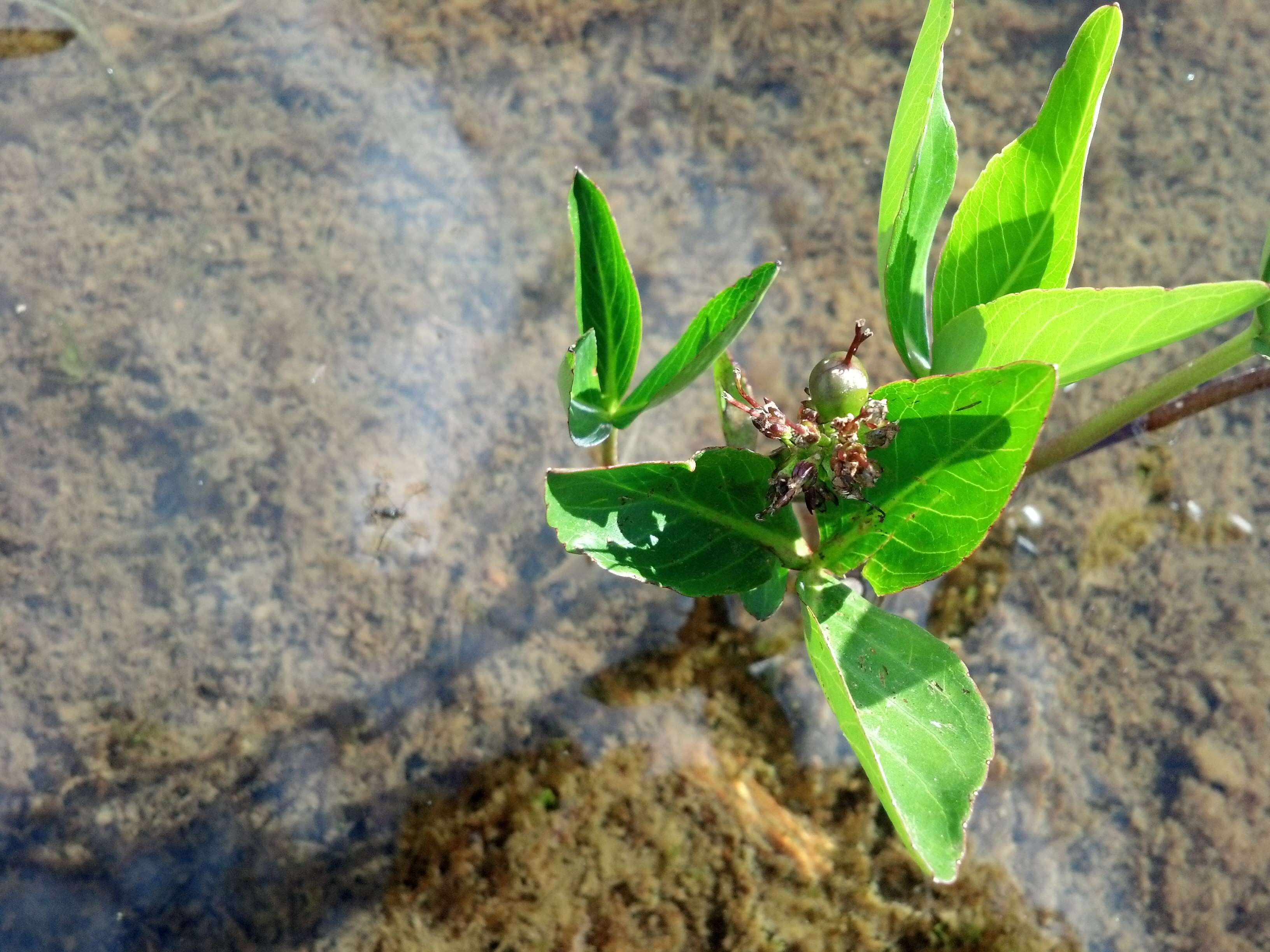 Image de Menyanthes trifoliate