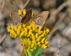 Image of Eastern Pygmy- Blue