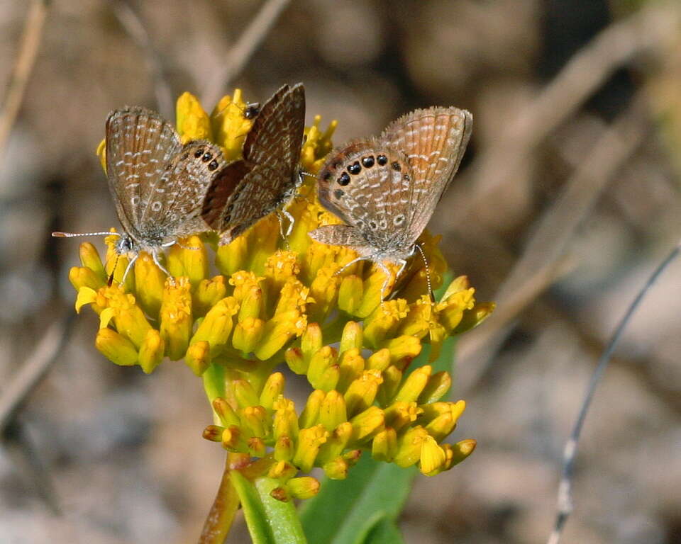 Image of Pygmy Blues