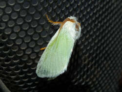 Image of slug caterpillar moths