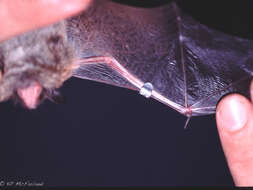 Image of little brown bat