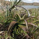Image of Aloe komatiensis Reynolds