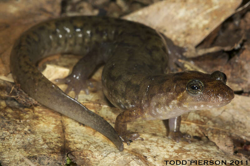 Image of Seal Salamander