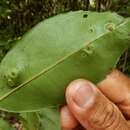 Image of Elvasia tricarpellata C. Sastre