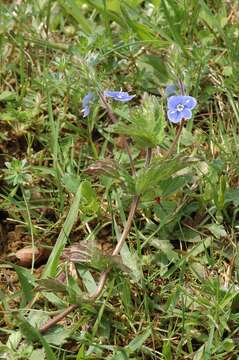 Image of bird's-eye speedwell