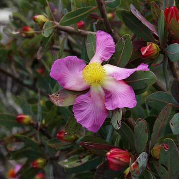 Image of Kielmeyera pulcherrima L. B. Smith