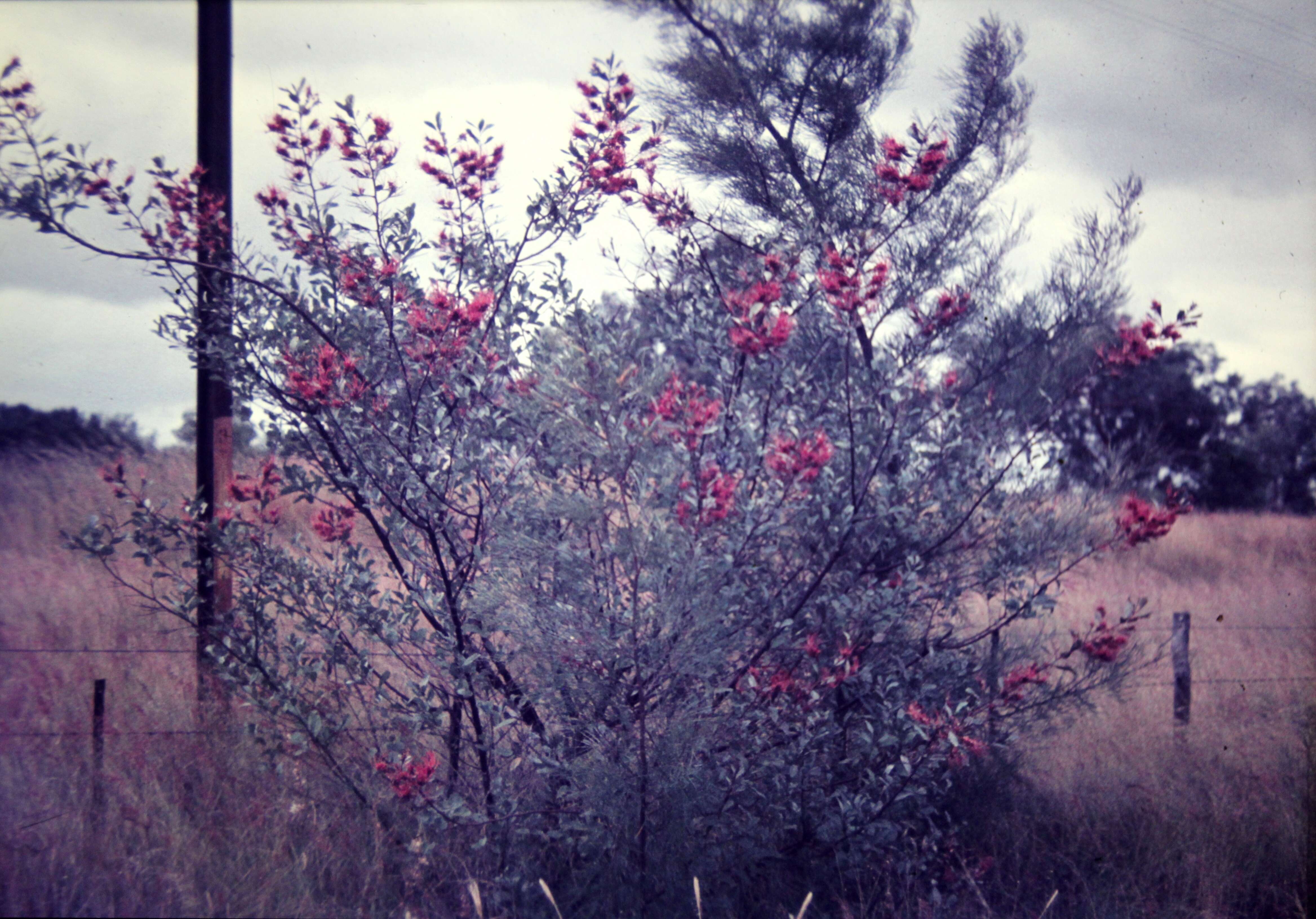 Image of Grevillea decora subsp. decora