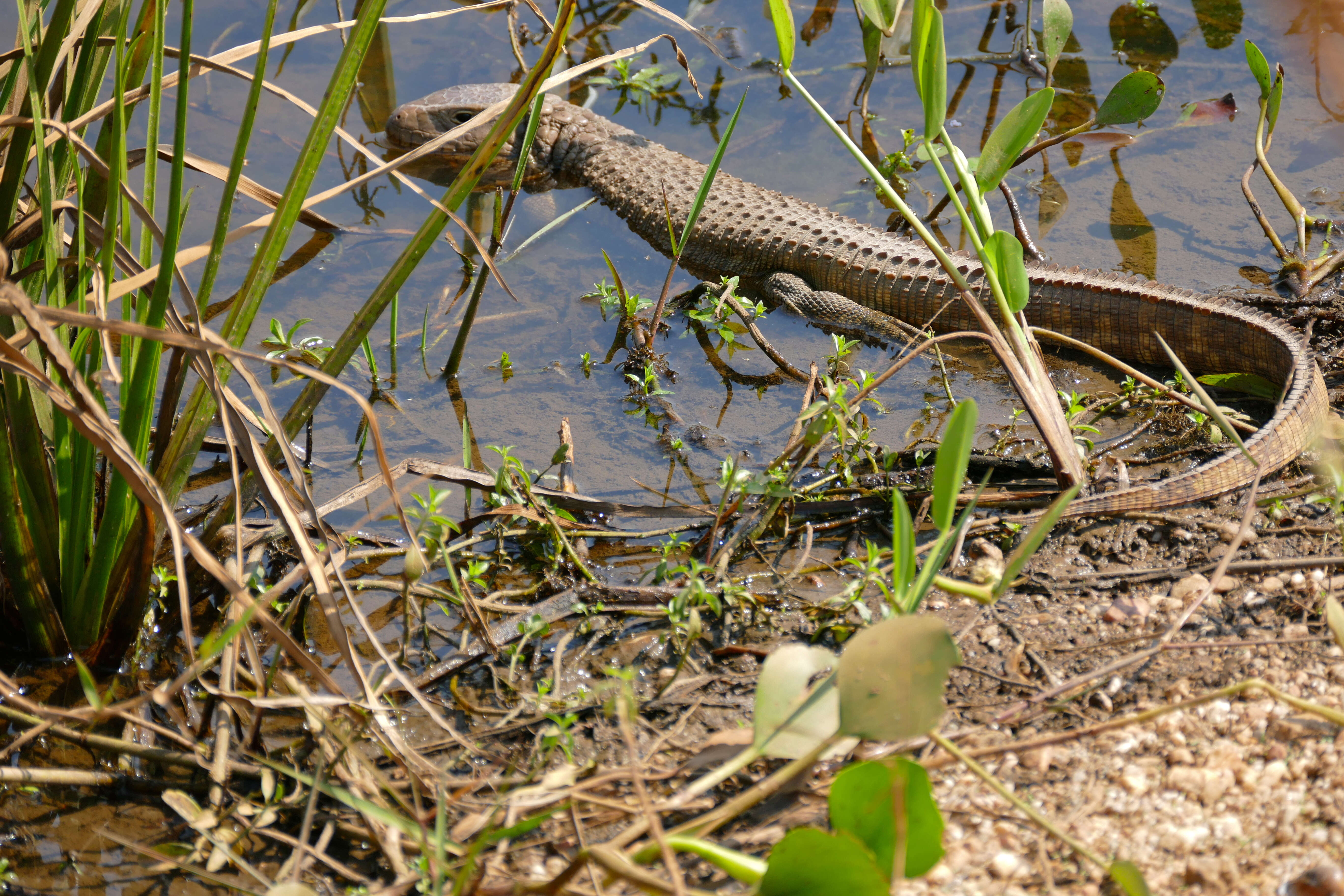 Image of Paraguay Caiman Lizard