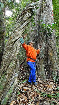 Image of Mezia araujoi Schwacke