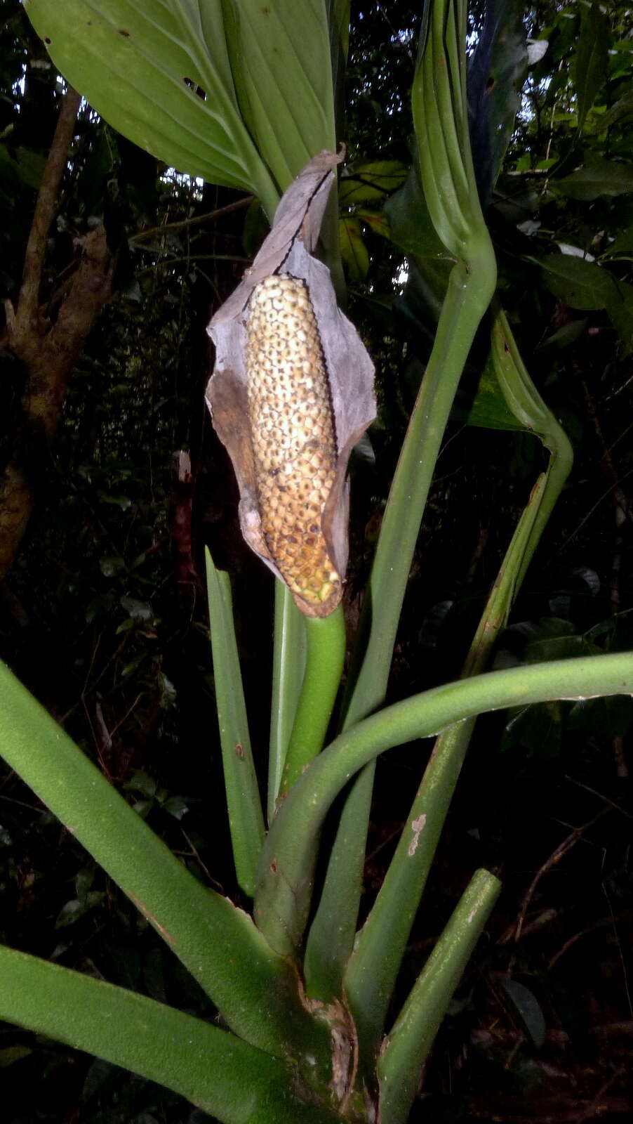 Monstera adansonii Schott resmi