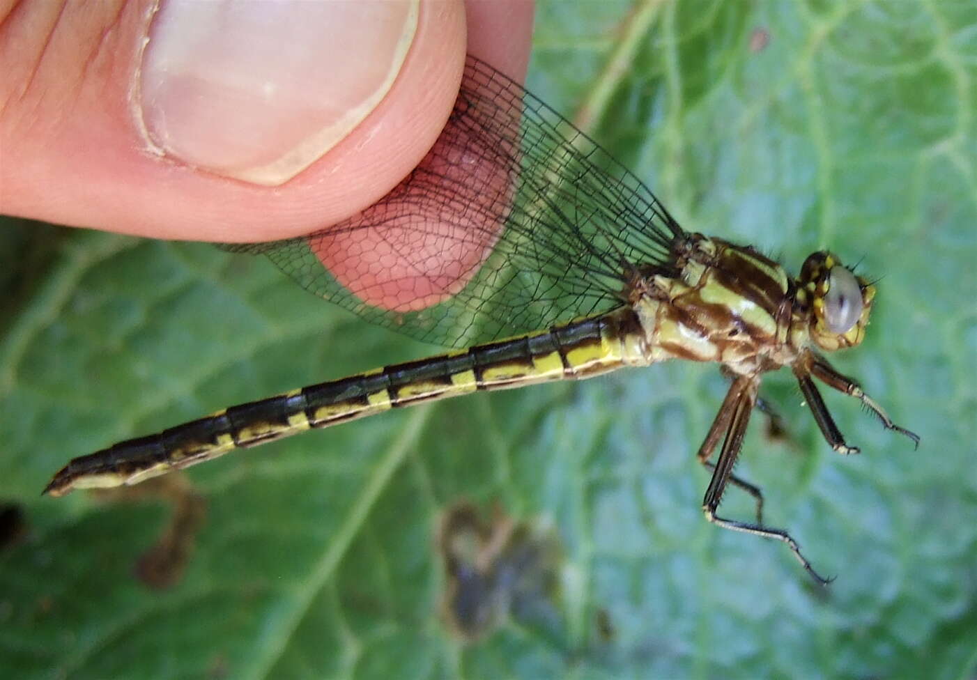 صورة Phanogomphus lividus (Selys 1854)