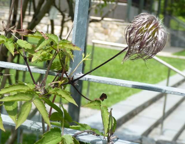 صورة Clematis macropetala Ledeb.