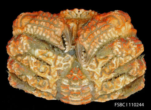 Image of eroded mud crab