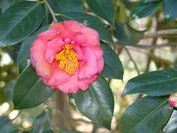 Слика од Camellia japonica L.