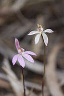 Image of Dusky fingers orchid