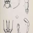 Image de Anapagurus laevis (Bell 1845)