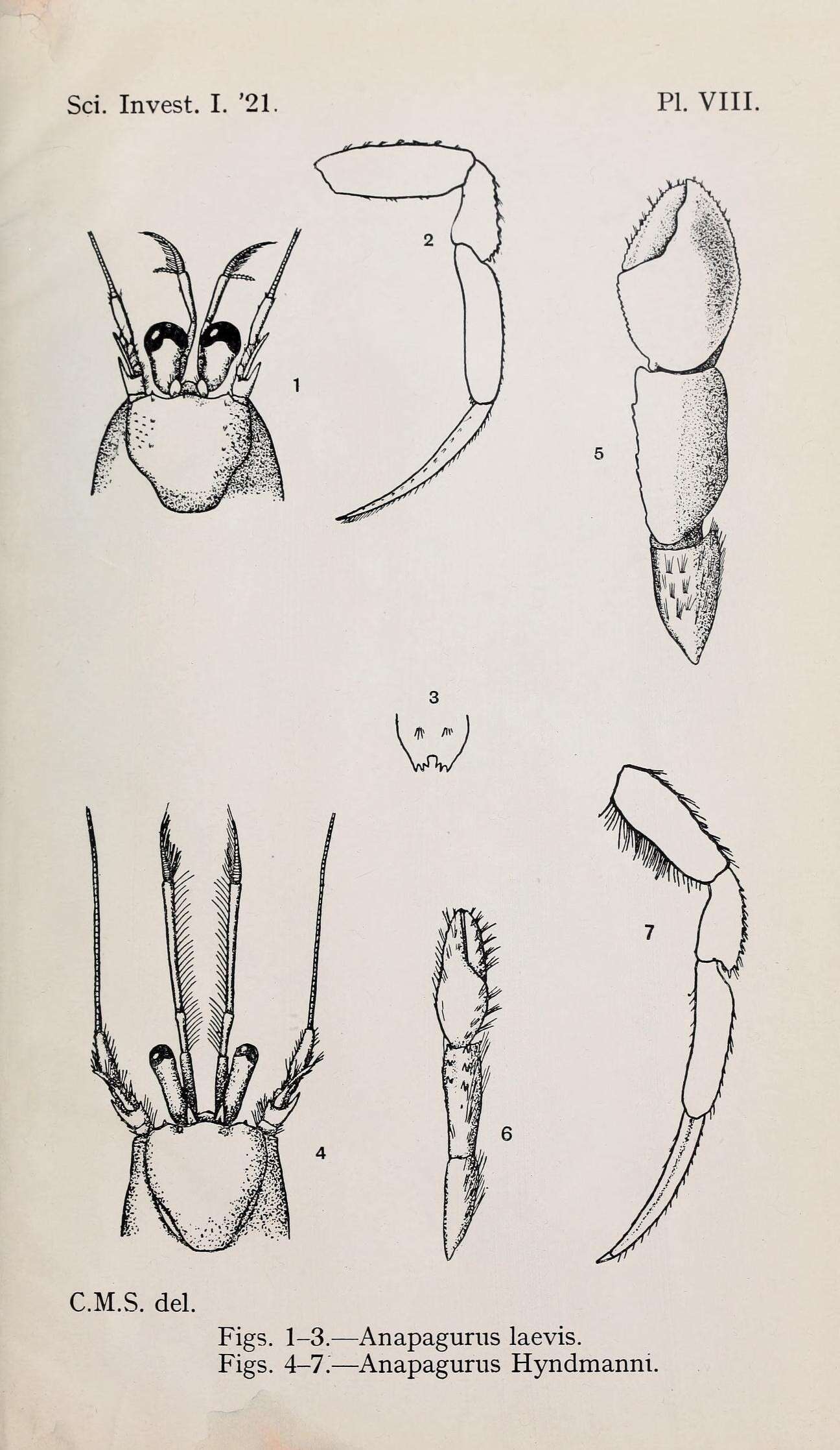 Слика од Anapagurus Henderson 1886