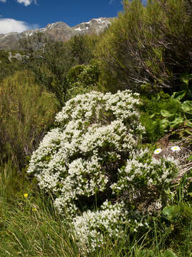 Image of Veronica subalpina Cockayne