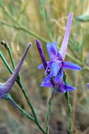 Image of Delphinium gracile DC.