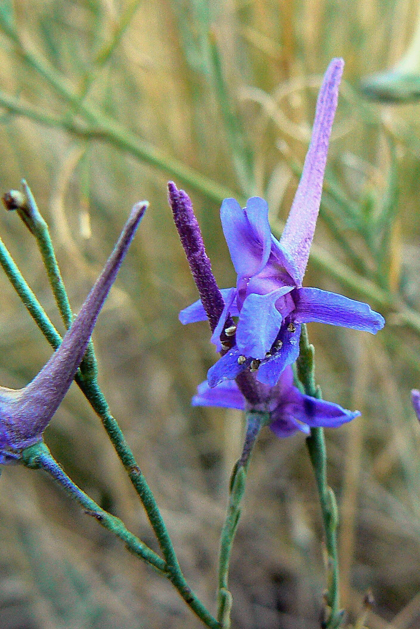 Image de Delphinium gracile DC.