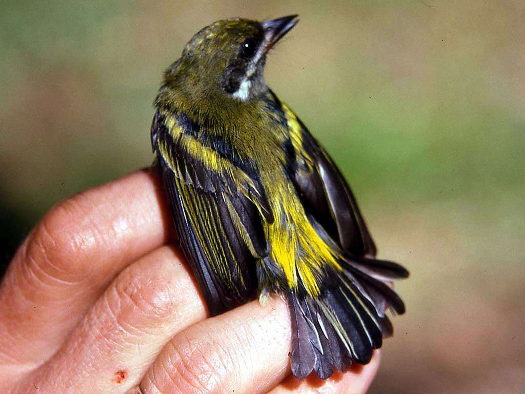 Image of Tinkerbird