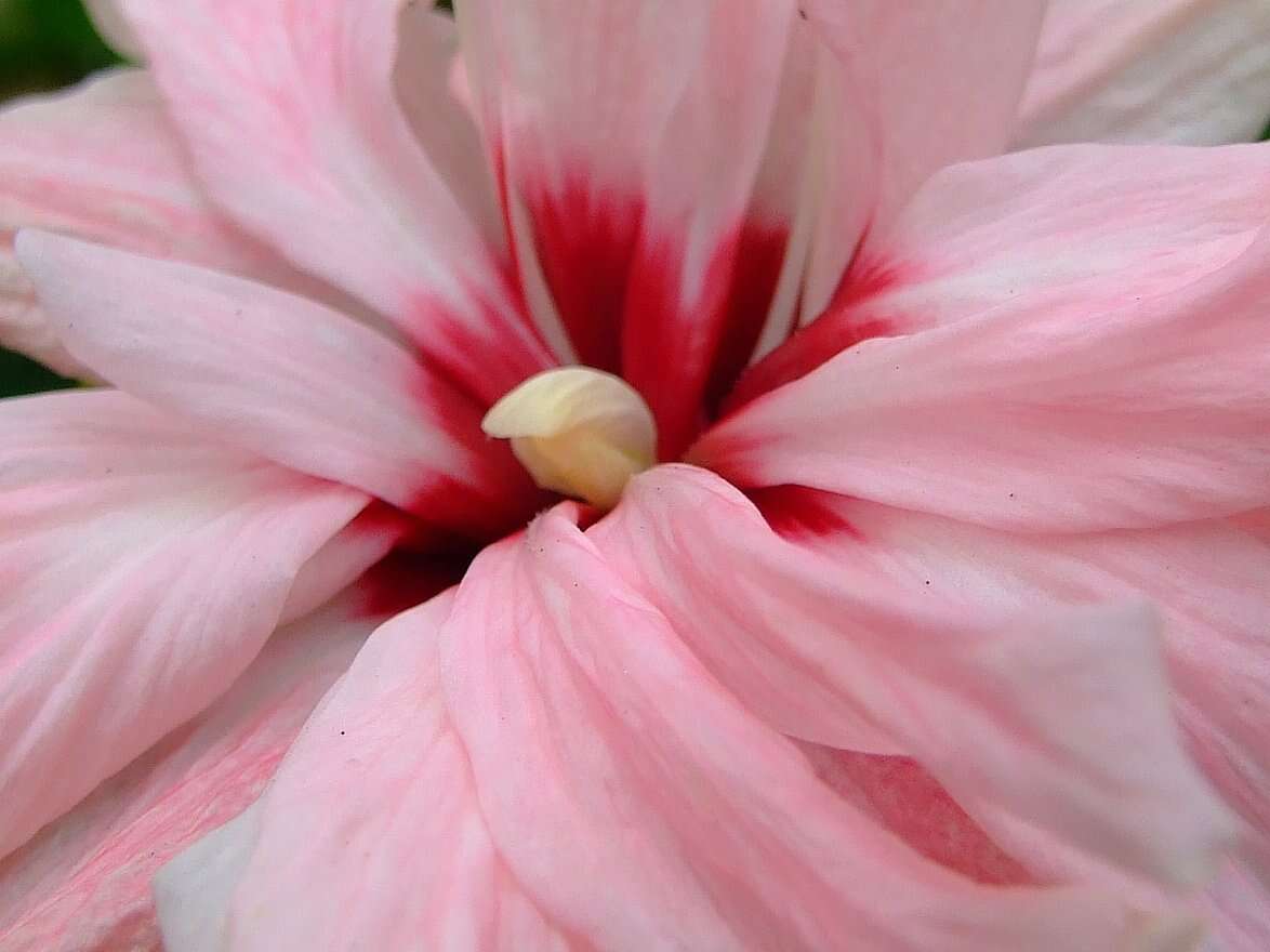 Image of rosemallow