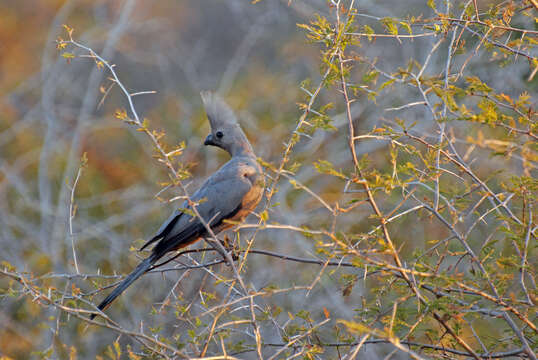 Image of Grey Go-away-bird