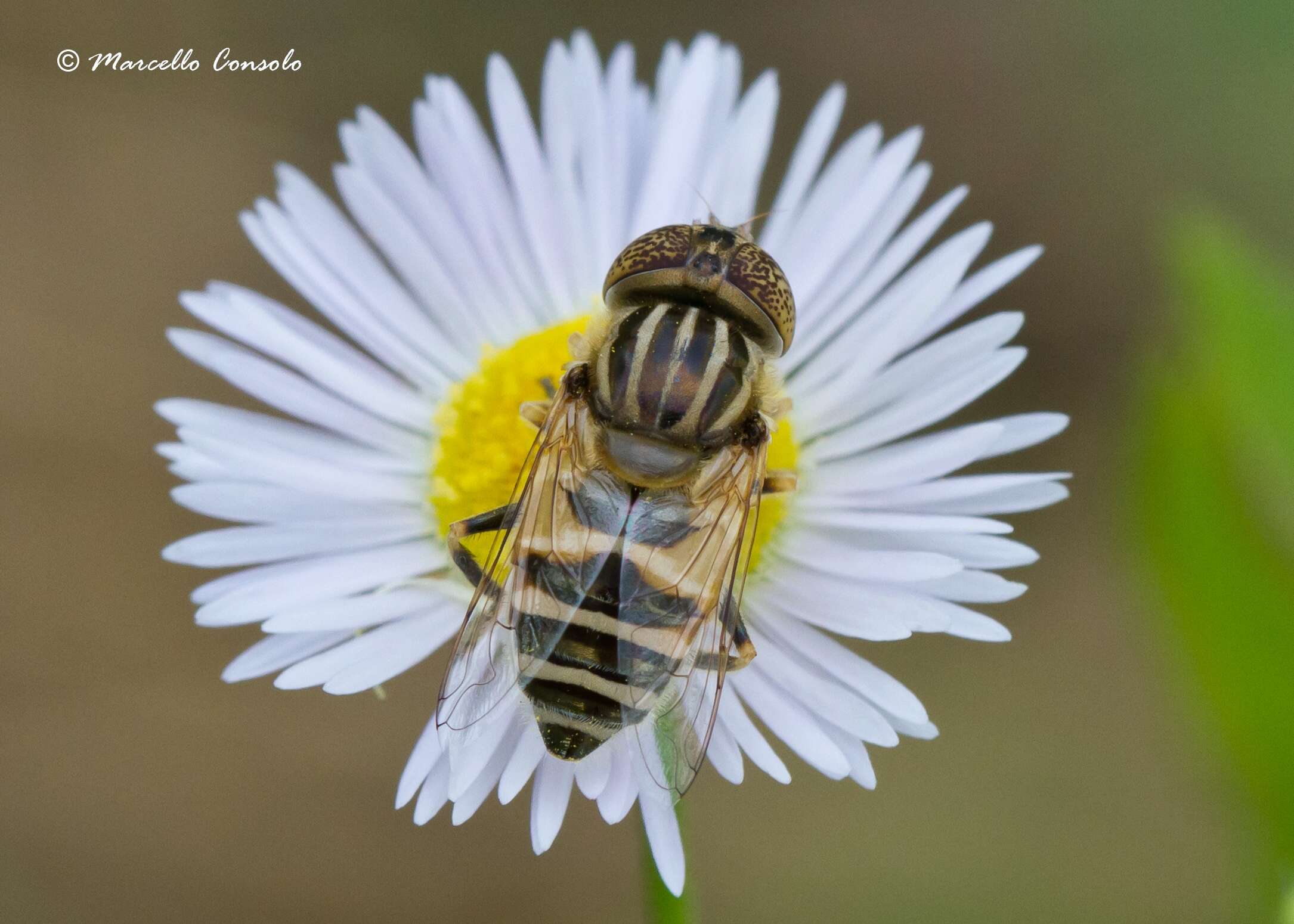 صورة Eristalinus megacephalus (Rossi 1794)