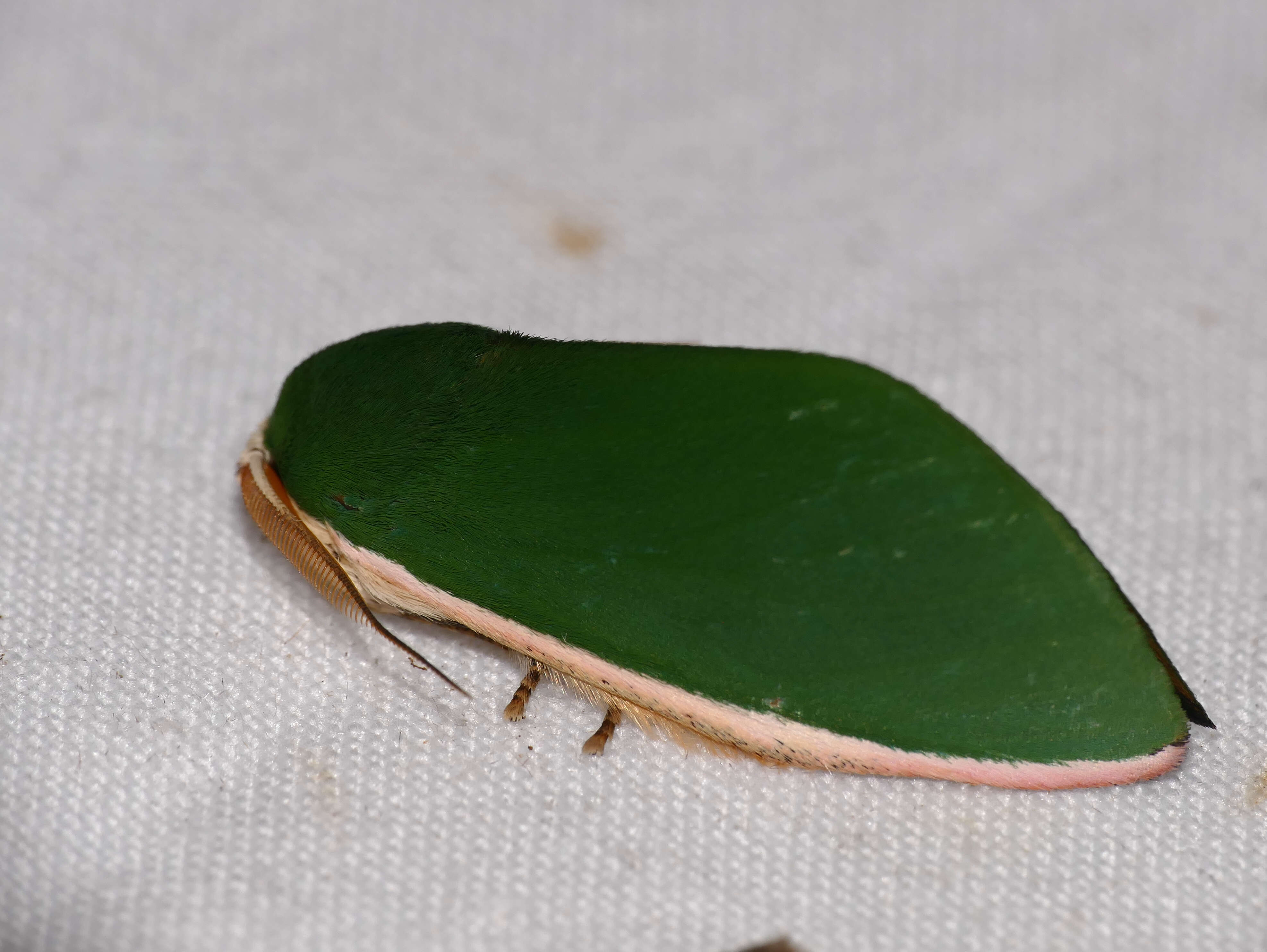 Phalerinae resmi