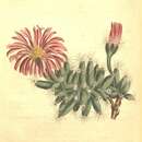 Слика од Mesembryanthemum densum (N. E. Br.)